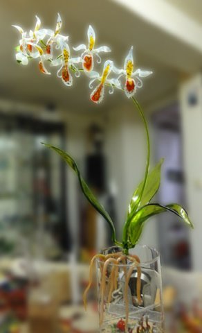 john-zinner-orchidee-02